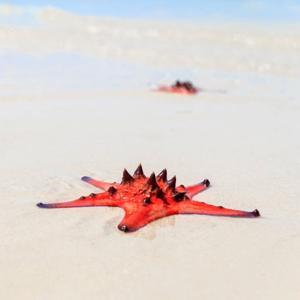 bellissima scintillante stella stella rossa. mare sullo sfondo. - pentagonaster starfish foto e immagini stock