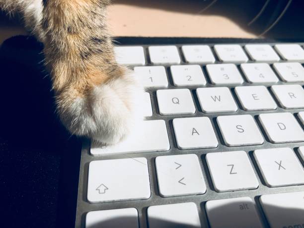 Cat Paw on keyboard stock photo