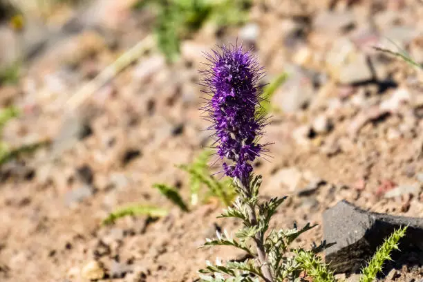 Silky Phacelia or Purple Fringe, Mt. Washburn trail, Yellowstone National Park
