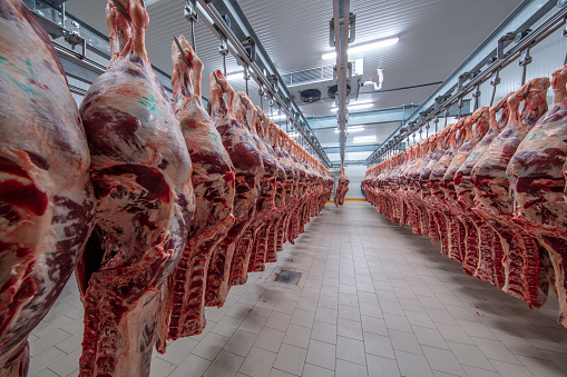 Industria cárnica, carnes colgando en la tienda de frío. Los cattles cortan y cuelgan en el anzuelo en un matadero. Corte Halal. photo