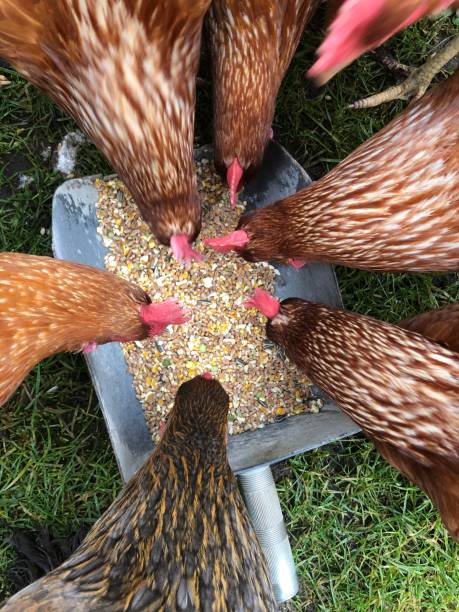 Chickens eating corn stock photo