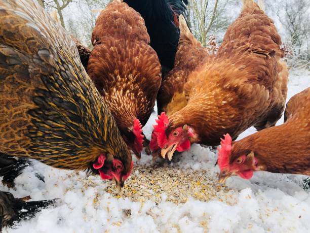 Chickens eating stock photo