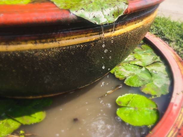 istock Water drop from lotus leaf in the pond 1134116693