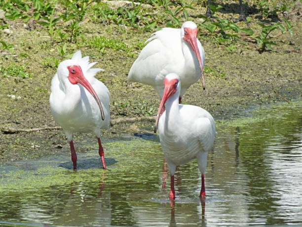 istock White Ibis' (Eudocimus albus) gathered in a Florida lake 1134116704