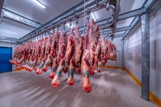 Meat industry,meats hanging in the cold store. Cattles cut and hanged on hook in a slaughterhouse. Halal cutting.