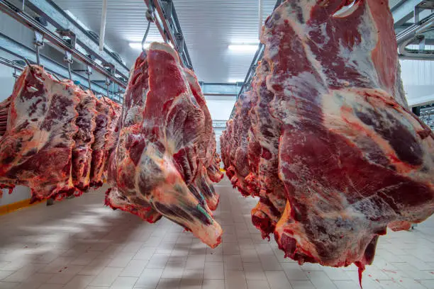 Meat industry,meats hanging in the cold store. Cattles cut and hanged on hook in a slaughterhouse. Halal cutting.