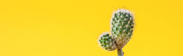 istock Cactus on bright yellow background.Trendy abstract style.Creative layout.Copy space for Text.Banner. 1134119875