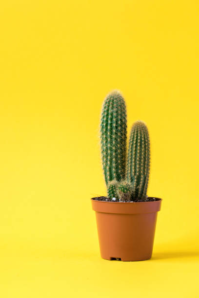istock Cactus on bright yellow background.Trendy abstract style.Creative layout.Copy space for Text. 1134119881