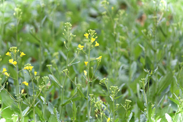 istock View of canola plants about to bloom 1134119986
