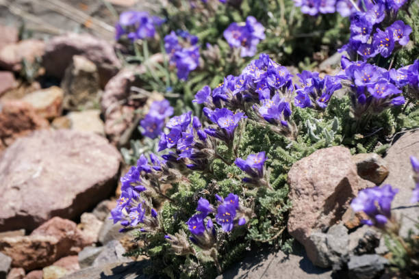 istock Sticky Jacob's ladder, Yellowstone National Park 1134122257