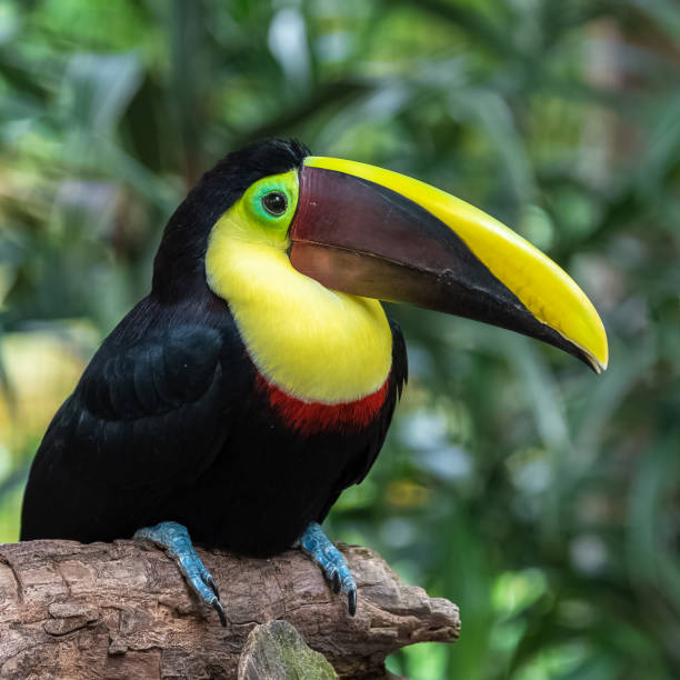 istock chestnut-mandibled toucan, bird 1134122353