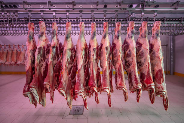 kühlerregallager, hängende haken aus gefrorenen lammkadavern. halal geschnitten. - dead animal butcher meat sheep stock-fotos und bilder