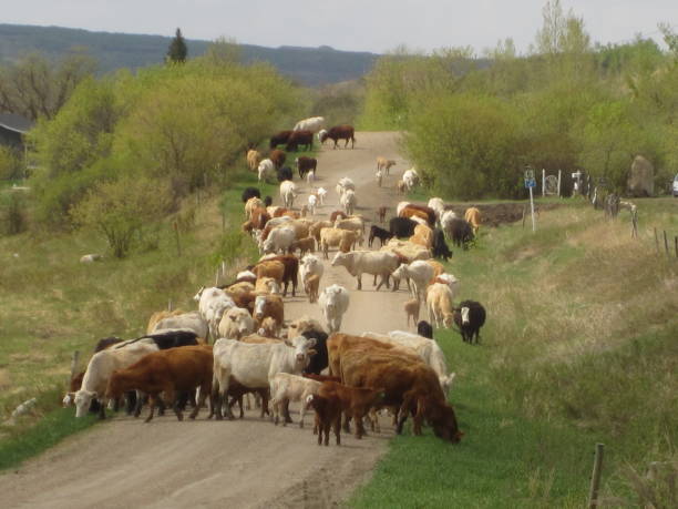 istock The Cattle Drive By Andrea Lawrence C-1020377 1134125104
