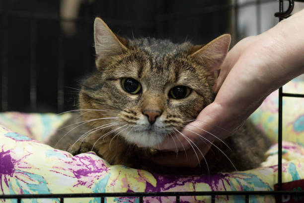 istock sad rescue cat looks in the camera 1134125106