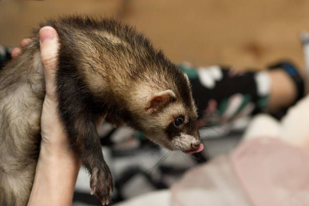 istock cute domestic ferret in the human hands closeup 1134126830