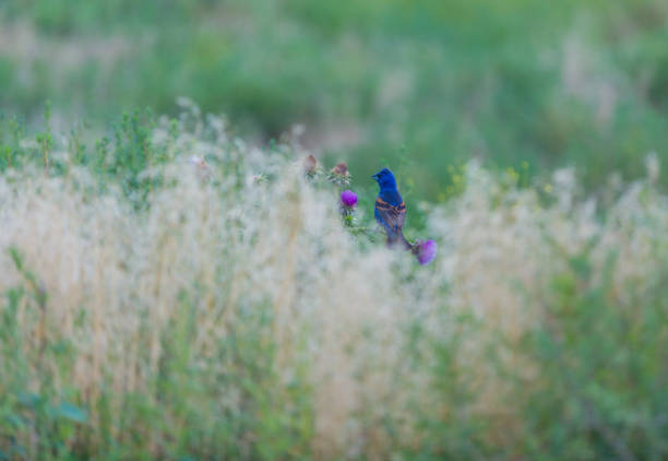 Beautiful Bluebird perched on a thin branch in the marsh singing