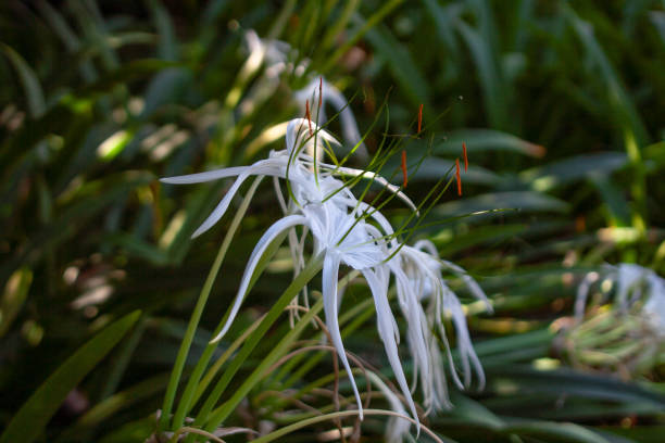 istock close up from exotic beach spider lily 1134127233