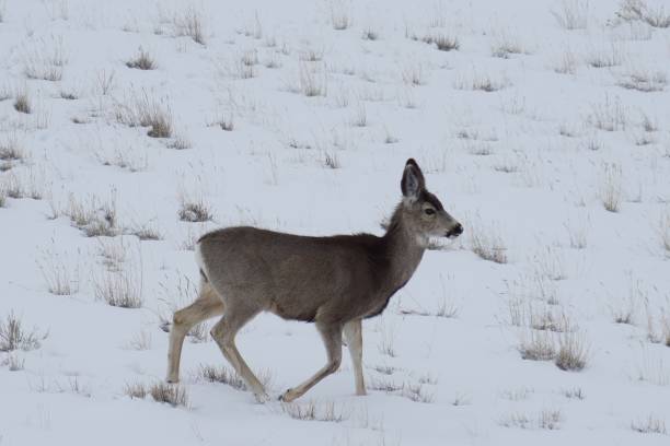 istock Deer in Wyoming Snow 1134130109