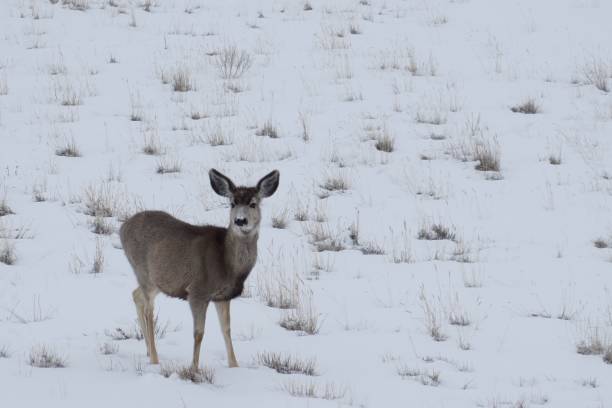 istock Deer in Wyoming Snow 1134130116
