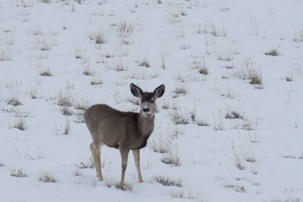 Deer in Wyoming Snow