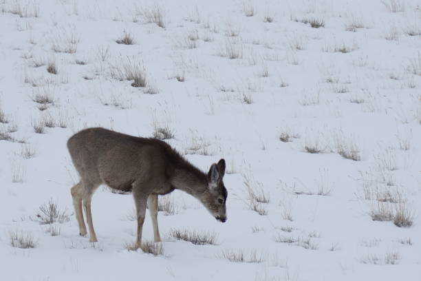 istock Deer in Wyoming Snow 1134130298