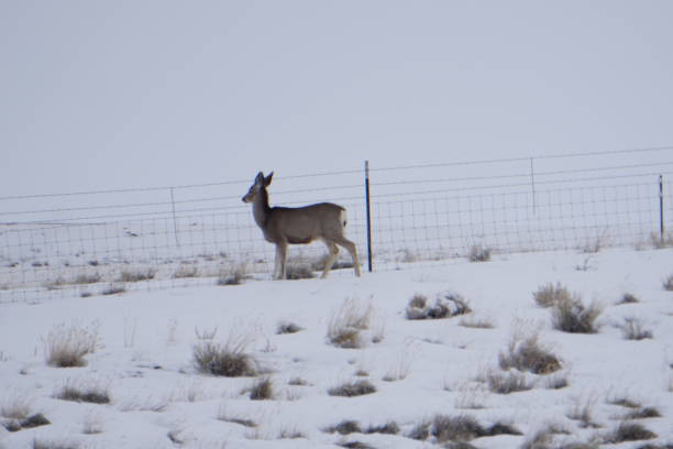 istock Deer in Wyoming Snow 1134130300