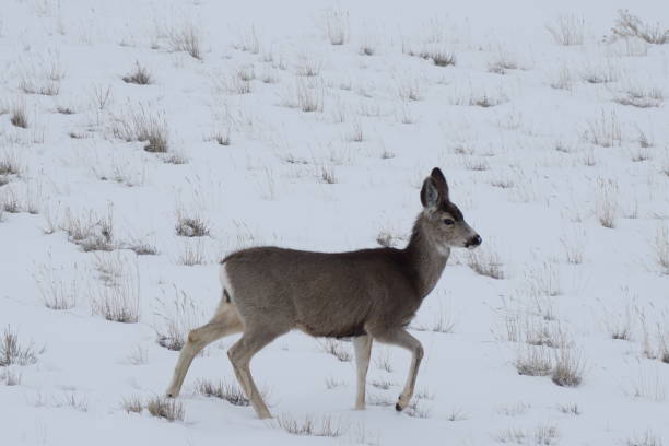 istock Deer in Wyoming Snow 1134130302