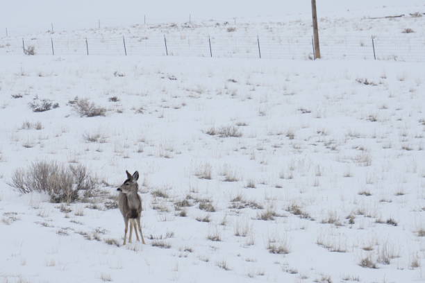 Deer in Wyoming Snow