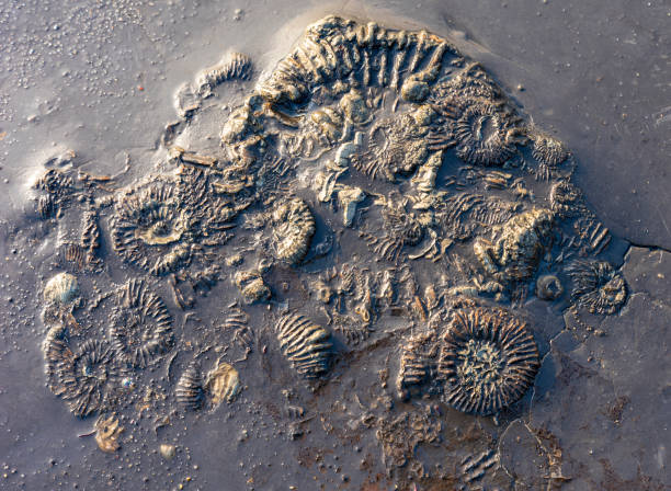 Ammonite fossil stone stuck in the mud by Black Ven Jurassic Coast in England