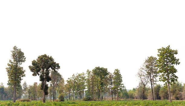 View of a High definition Treeline isolated on a white background