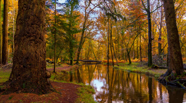New Forest trees flank a river in autumn Golden brown hues of leaves in the New Forest, Hampshire hampshire england photos stock pictures, royalty-free photos & images