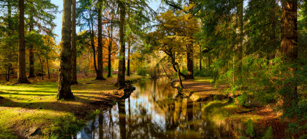 de nouveaux arbres forestiers bordaient une rivière en automne - hampshire photos et images de collection