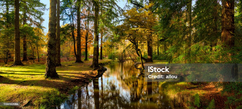 New Forest trees flank a river in autumn Golden brown hues of leaves in the New Forest, Hampshire New Forest Stock Photo