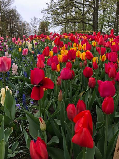 istock Tulip flowers 1134133181