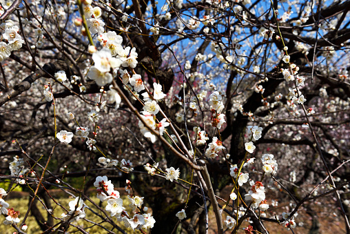 Scenery of cherry blossoms in full bloom and rape blossoms in full bloom