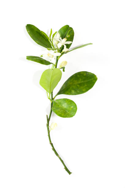 istock Kumquats Leaf Close up 1134137079