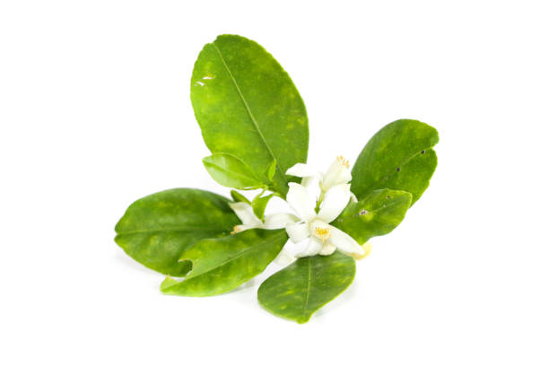 istock Kumquats Leaf Close up 1134137097