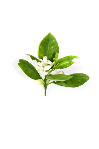 istock Kumquats Leaf Close up 1134137099