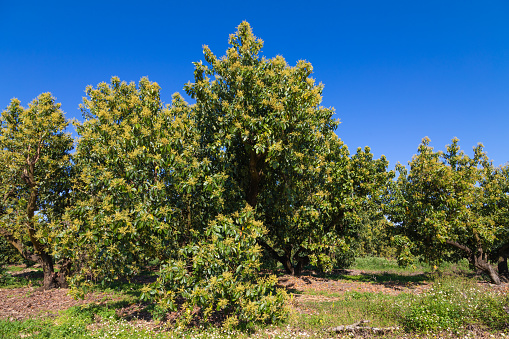 Avocado trees plantation, Homestead, Florida, USA