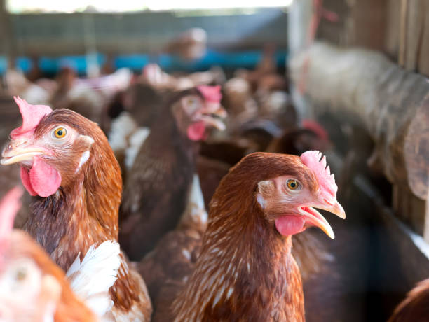 istock Chickens in farm and blurred background 1134138328