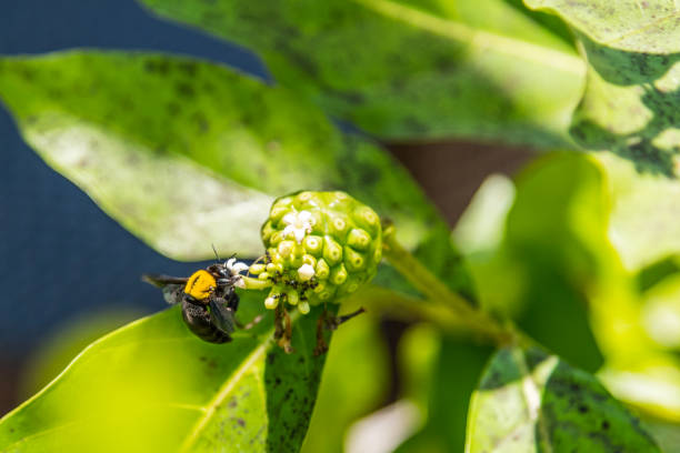 istock Bumblebee flying to flower chasing nectar 1134138342