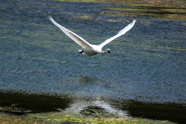 istock Trumpeter swan in Yellowstone river in flight 1134141473