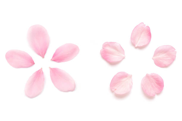 istock Japanese pink cherry blossom petal isolated on white background 1134141646