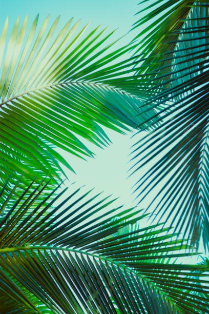 istock Coconut palm tree under blue sky. Vintage background. Retro toned poster. 1134142811