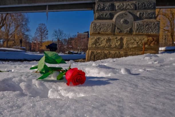 Rose in Winter, Boston Public Garden stock photo