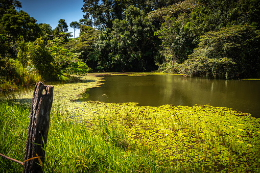 Pond in Queensland Australia