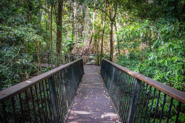 istock Boardwalk Trail to Barron Falls, Australia 1134143657