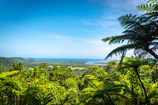 daintree national park, queensland, australia - daintree river national park imagens e fotografias de stock