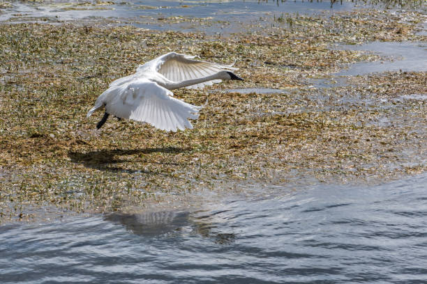 istock Trumpeter swan in Yellowstone river in flight 1134144675
