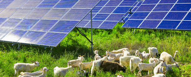 istock Flock of sheep under the solar photovoltaic panel 1134144856